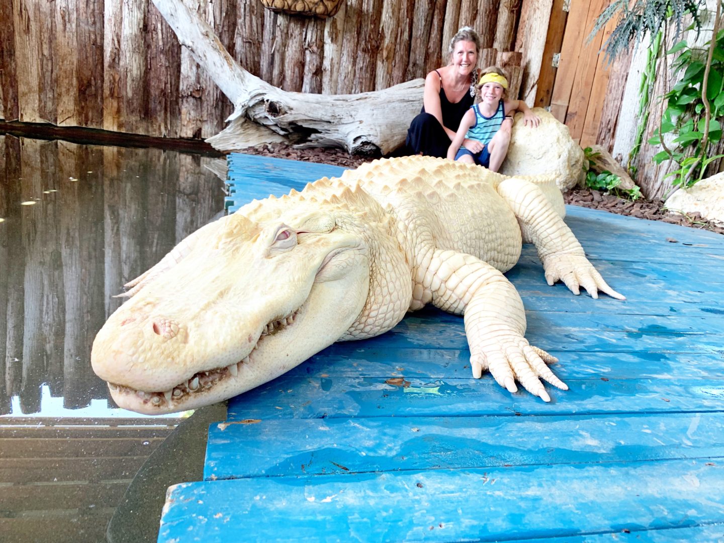 Five Reasons to visit Gatorland, Orlando