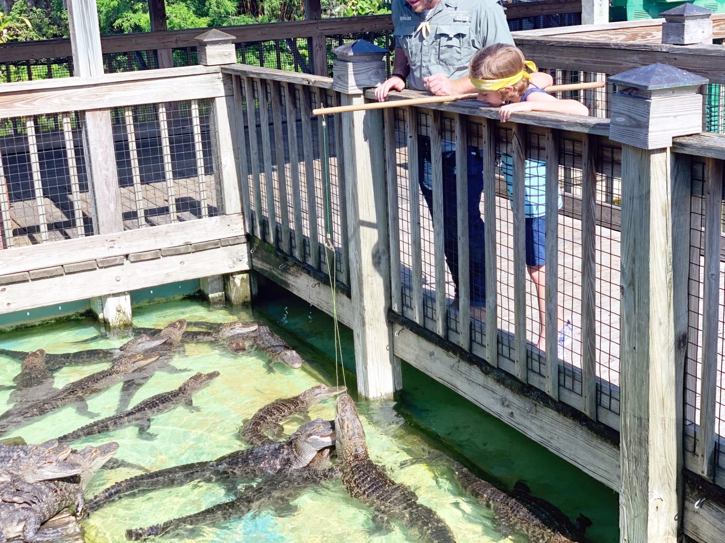 Five Reasons to visit Gatorland, Orlando