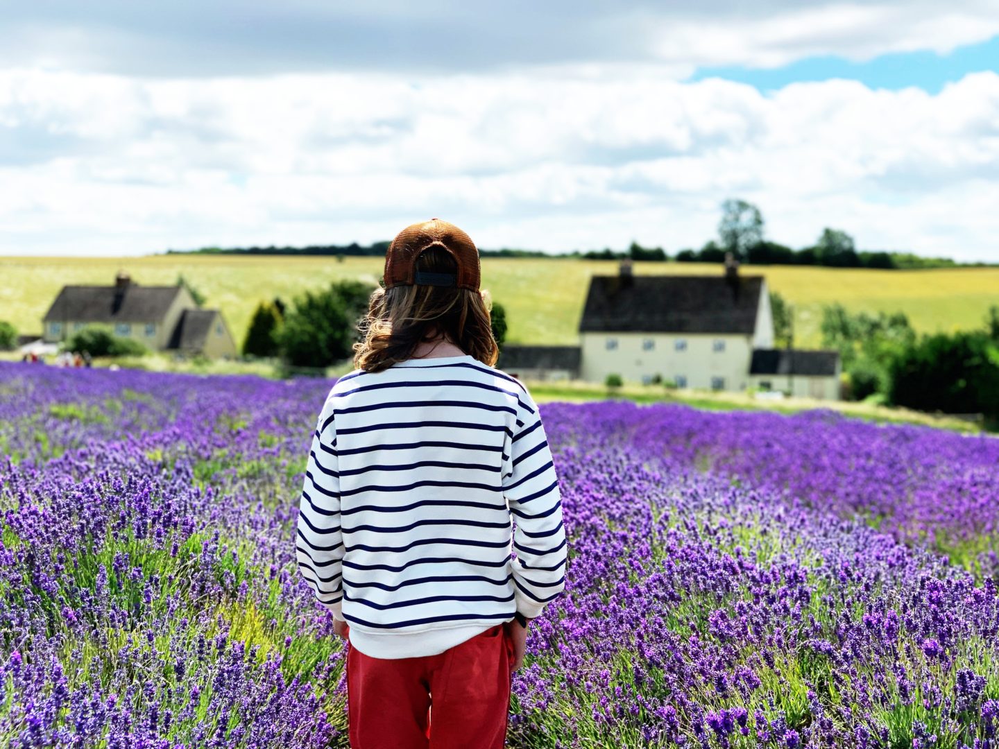 Visiting the Cotswolds Lavender Fields