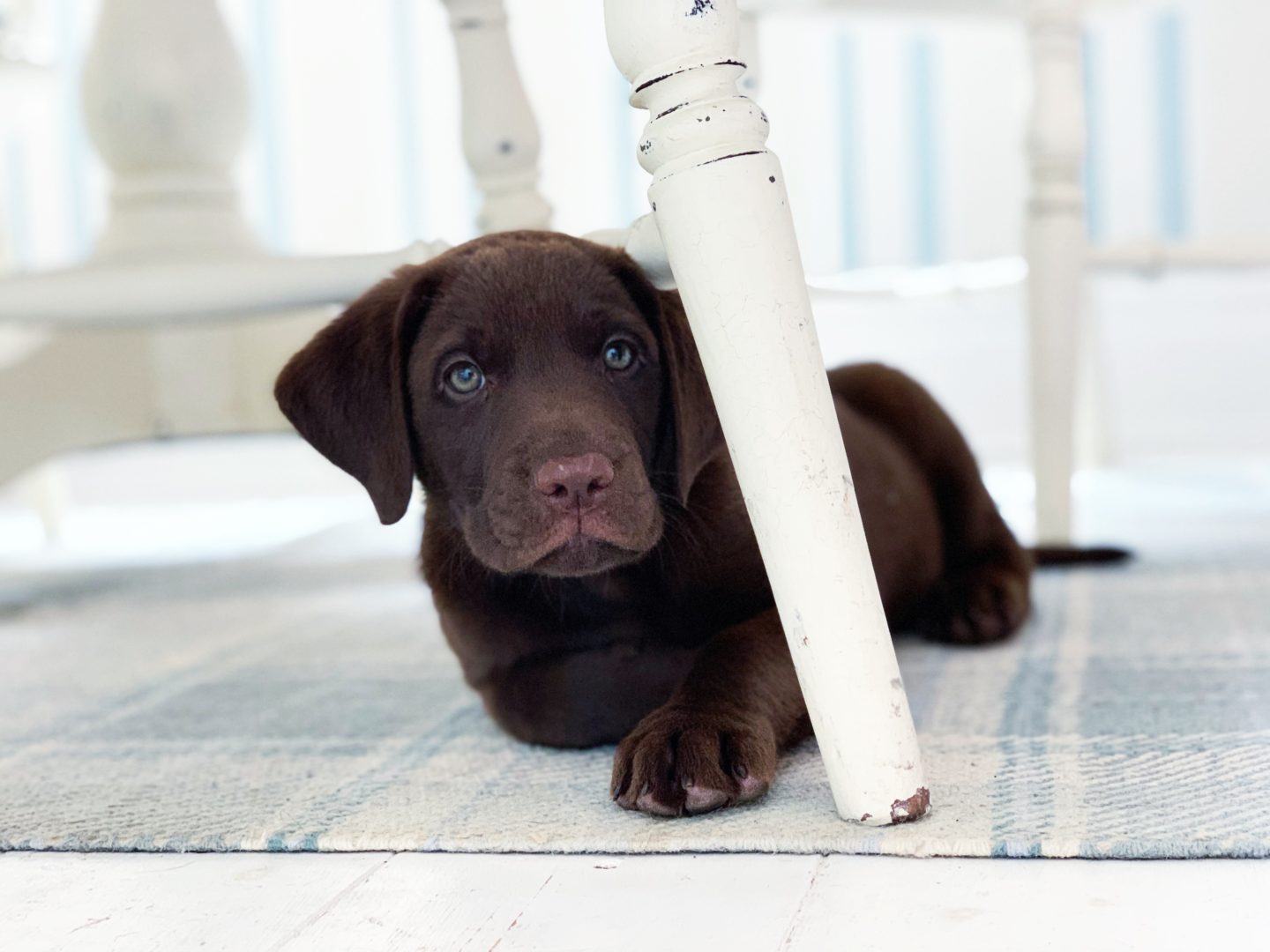 Say hello to Bobby - Our Labrador Retriever Puppy - The KA Edit