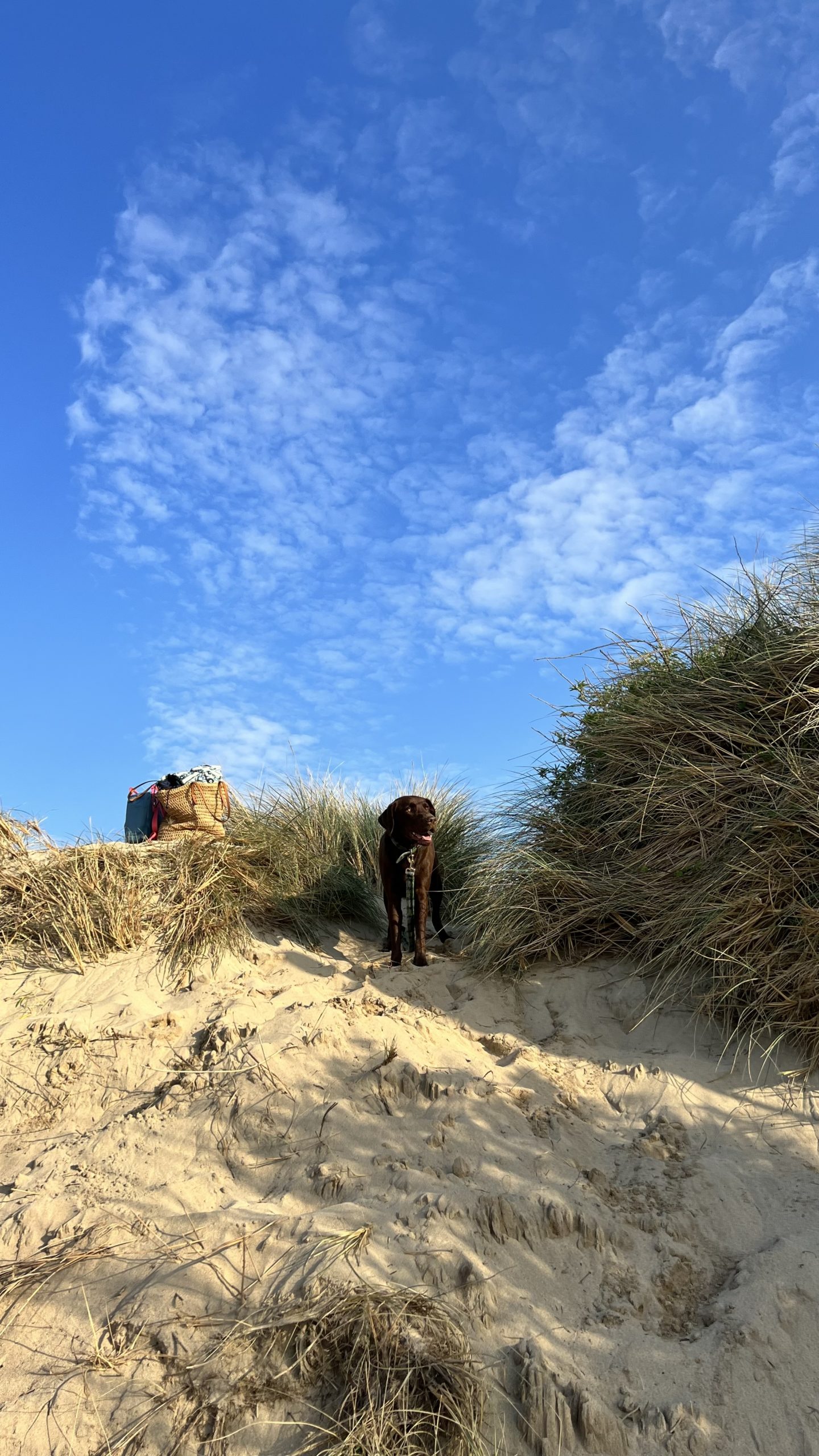 10 Dog friendly Places To Eat Drink In Cornwall The KA Edit